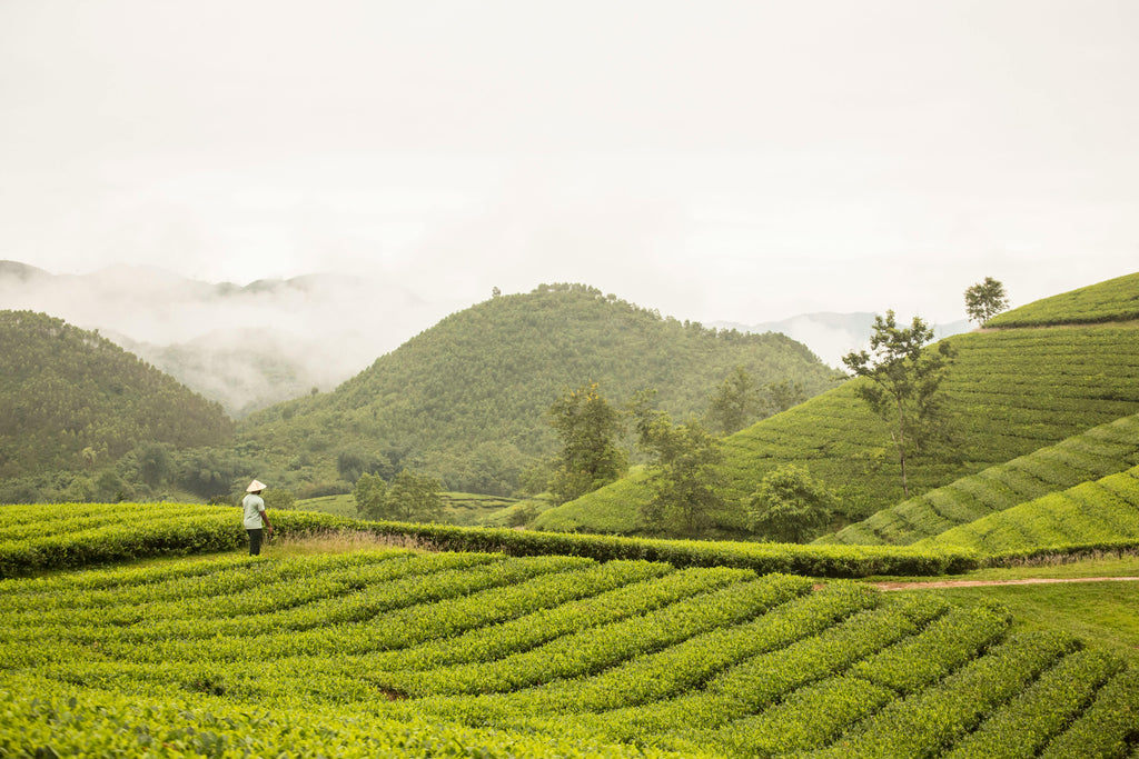 The Impact of Climate Change on Future Travel Destinations – Wolph